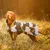 Dog wearing an outdoor jacket with a geometric pattern in white, black and orange. Brand: rukka.