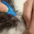 Person applying liquid from a blue pipette directly onto the skin by parting animal fur, demonstrating topical application method.