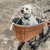 Petit chien blanc assis dans un panier en osier fixé à un vélo, protégé par une grille métallique blanche arrondie.