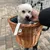 Panier en osier fixé à un guidon de vélo, doublure intérieure à pois visibles et sangle blanche avec boucle dorée. Un petit animal blanc est assis dans le panier.