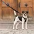Hund mit schwarzem Geschirr und Leine vor einer Holztür. Geschirr mit sichtbarem Logoaufnäher.