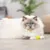 Chat à poils longs aux yeux bleus allongé sur le sol, patte posée sur une balle jaune en plastique. Plante verte floue en arrière-plan.