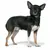 Royal Canin Chihuahua Adult 3 kg til spesialpris!