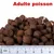 Croquettes avec texte visible « Adulte poisson » et règle en centimètres montrant la taille des croquettes, adaptées à l’alimentation de poissons adultes selon l’image.