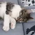 Graues Katzenbett mit gedruckten Katzendesigns, darauf liegt eine schlafende Katze.