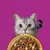 Grey cat looks at a bowl of dry food in various colours against a purple background.