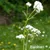 Pianta di valeriana con fiori bianchi, testo visibile: 'Baldrian' (in tedesco).