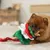 Beeztees Hundespielzeug Weihnachtsbaum - Fir: L 30 x B 20 x H 15 cm