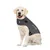 Dog wearing grey ThunderShirt Anxiety & Calming Aid vest with visible ThunderShirt branding and patches on the side and shoulder. Fabric material shown.