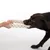 Hund zieht an einem weissen, geflochtenen Spielzeug aus Stoff, das von einer Hand gehalten wird.