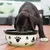 Zwarte hond drinkt uit witte voerbak met zwarte pootafdrukken op een houten terras.