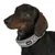 Cane nero con collare grigio, visibile un logo con la scritta 'ED'.