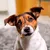Hund mit braunen Ohren und weißem Fell sitzt auf einem Teppich in einem Innenraum.