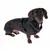 Black dachshund wearing a black harness with adjustable buckles. Product shows the fit and use of the harness.