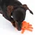 Hund leger med orange legetøj formet som en blæksprutte af flettet reb.