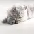 Chat gris allongé avec une souris en peluche grise entre les pattes, jouet pour chat visible au premier plan.