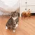Chat tigré jouant avec un jouet suspendu à plumes marron sur sol en bois, meuble blanc en arrière-plan. Jouet pour chat visible en utilisation.