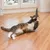 Gato juega con un juguete colgante de tela y madera sobre un suelo laminado.