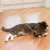 Gato juega con un juguete de cuerda, compuesto por un ratón de tela gris y pequeñas bolas sobre un suelo de madera.