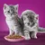 Grey cat next to a pink bowl with cat food in front of a purple background.