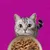 Whiskas 1+ Adult PURE DELIGHT aszpikban 48 x 85 g