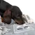 Chien teckel reniflant un tapis d’activité en feutre gris avec éléments à fouiller et corde blanche, accessoires visibles pour jeu ou stimulation.