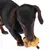 Bassotto gioca con un gioco per cani a forma di animale marrone. Il cane tiene e mastica il gioco.