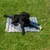 Schwarzer Hund liegt auf einer grauen, faltbaren Matte im Gras. Matte mit Tragegurt sichtbar.