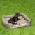 Hund liegt in einem rechteckigen, olivgrünen Hundebett mit gepolsterten Seiten auf einer grünen Wiese. Logo 'NP' sichtbar auf der Seite des Bettes.