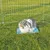 Kaninchen sitzt auf einer blauen Kühlmatte in einem Freigehege aus Metall auf grünem Gras.