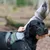 Zwarte hond met groen-grijs tuig, vastgehouden door een persoon in het bos. Tuig met handvat en rode sluitknoppen zichtbaar.