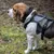 Beagle met groen-zwart hondentuig, verstelbare banden en reflecterende naden, geschikt voor buitenactiviteiten.