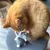 Chat roux assis à côté d'une souris en peluche grise avec oreilles et pattes roses, posée sur un tabouret gris. Les deux sont vus de dessus.