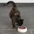 Katze frisst aus einem Futternapf mit Nassfutter auf grauem Fliesenboden.