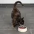Katze frisst aus einem Futternapf mit Nassfutter auf grauem Fliesenboden.