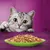 Grey tabby cat looking at a green plate filled with chunks of wet pet food on a purple table.