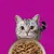Chat gris regardant une gamelle remplie de morceaux de viande, sur un fond rose. Chat gris regardant une gamelle remplie de morceaux de viande, sur un fond rose.