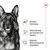 Gesunde Verdauung, Unterstützung der Knochen und Gelenke, Optimale Unterstützung der Gesundheit. Drei Symbole mit Hund und Herzgrafik.
