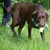 Bruine hond met blauw tuigje houdt een groen speeltje in de bek op een grasveld.
