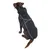 Chien marron portant un manteau noir avec harnais intégré et bandes réfléchissantes visibles sur le dos, fermeture éclair centrale.