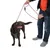Cane marrone con pettorina a righe e guinzaglio rosso-bianco, tenuto da una persona con jeans e maglietta arancione.
