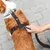 Hund mit schwarzem Geschirr, an dem eine Leine mit Karabinerhaken befestigt wird.