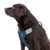 Brauner Hund trägt ein blaues Geschirr mit weissem Muster und der Aufschrift 'Trixie'.