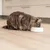Gatto a pelo lungo mangia da una ciotola bianca su un pavimento di legno chiaro in una cucina moderna. Gatto a pelo lungo mangia da una ciotola bianca su un pavimento di legno chiaro in una cucina moderna.