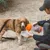 Hund wird aus einer tragbaren Wasserflasche mit orangefarbenem Deckel und abnehmbarem Napf getränkt.