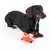 Dog playing with an orange fabric toy shaped like a fox.