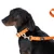 Hund mit orangefarbenem Halsband und Leine, Metallverschluss, Marke EQY sichtbar auf Halsband und Leine.
