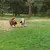 Két kutya játszik a parkban egy sárga gyűrűs játékkal.