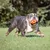 Hond speelt met oranje speelgoedbal op een grasveld.