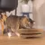 Braune Katze untersucht ein rundes, wellenförmiges Spielzeug aus Karton auf einem Holzboden.